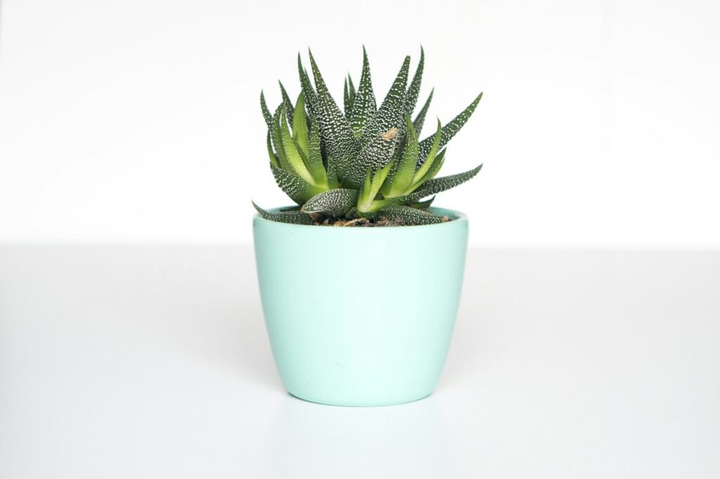 Bringing Nature Indoors with Simple Houseplants