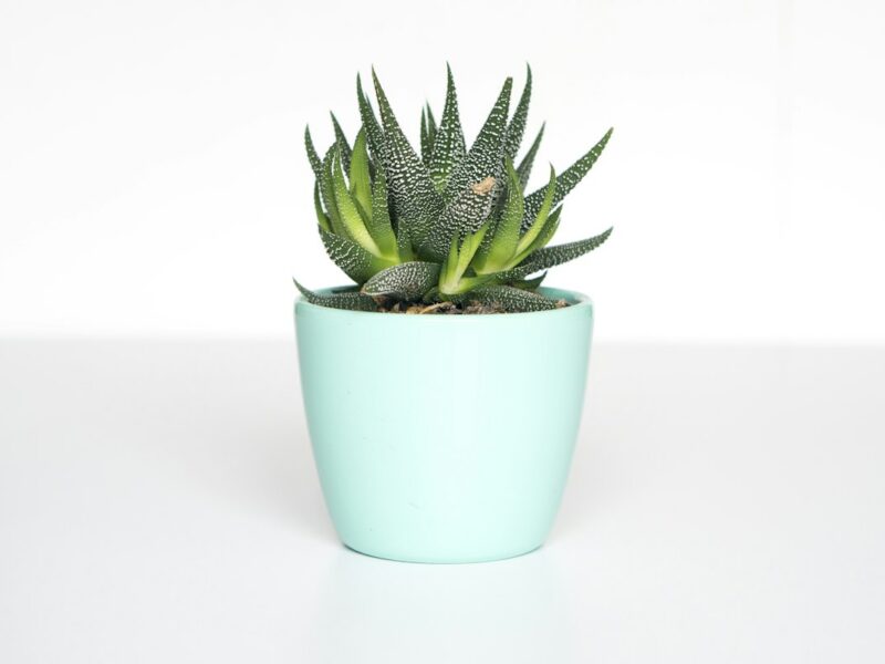 Bringing Nature Indoors with Simple Houseplants